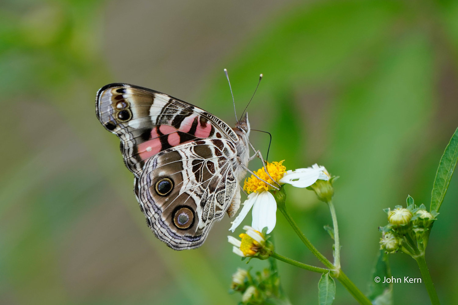 American Lady by J. Kern