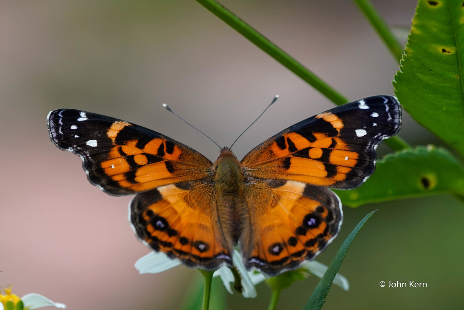 American Lady by J. Kern
