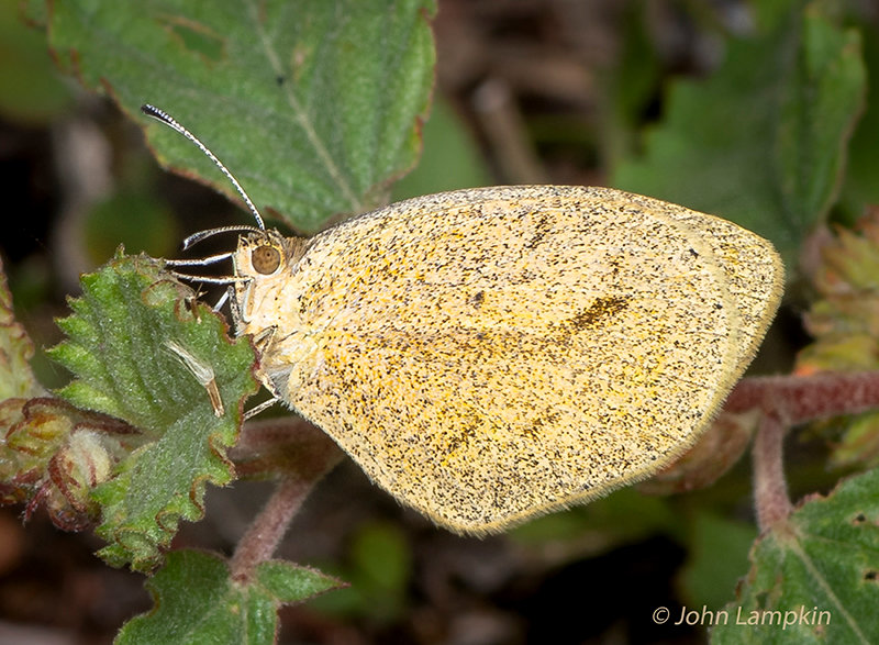 Barred Yellow by J. Lampkin