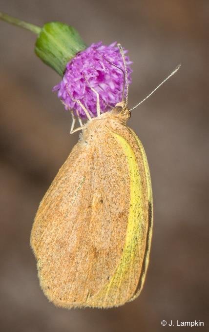 Barred Yellow by J. Lampkin
