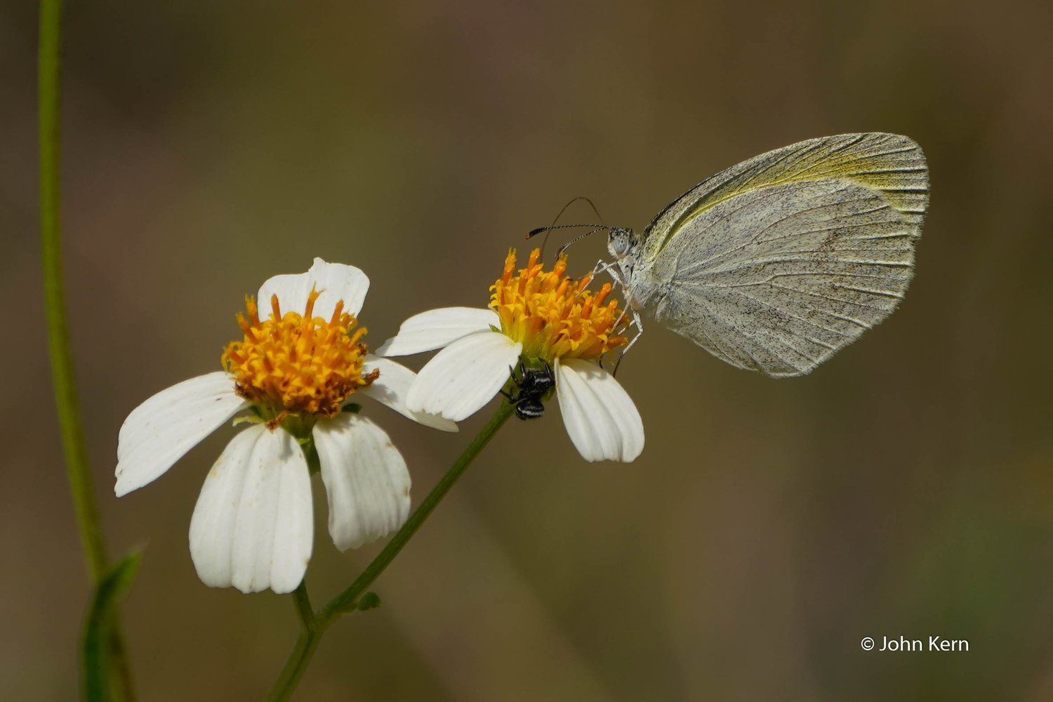 Barred Yellow by J. Kern