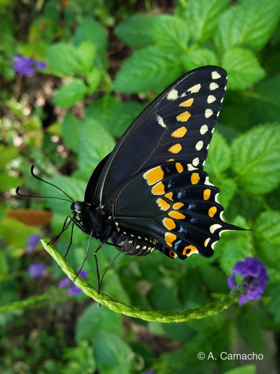 Black Swallowtail by Anita Camacho Black Swallowtail by Anita Camacho