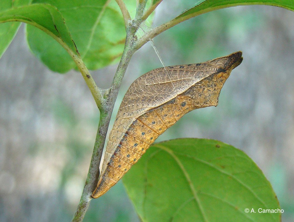Black swallowtail crysalis (brown) by Anita Camacho Black swallowtail crysalis (brown) by Anita Camacho
