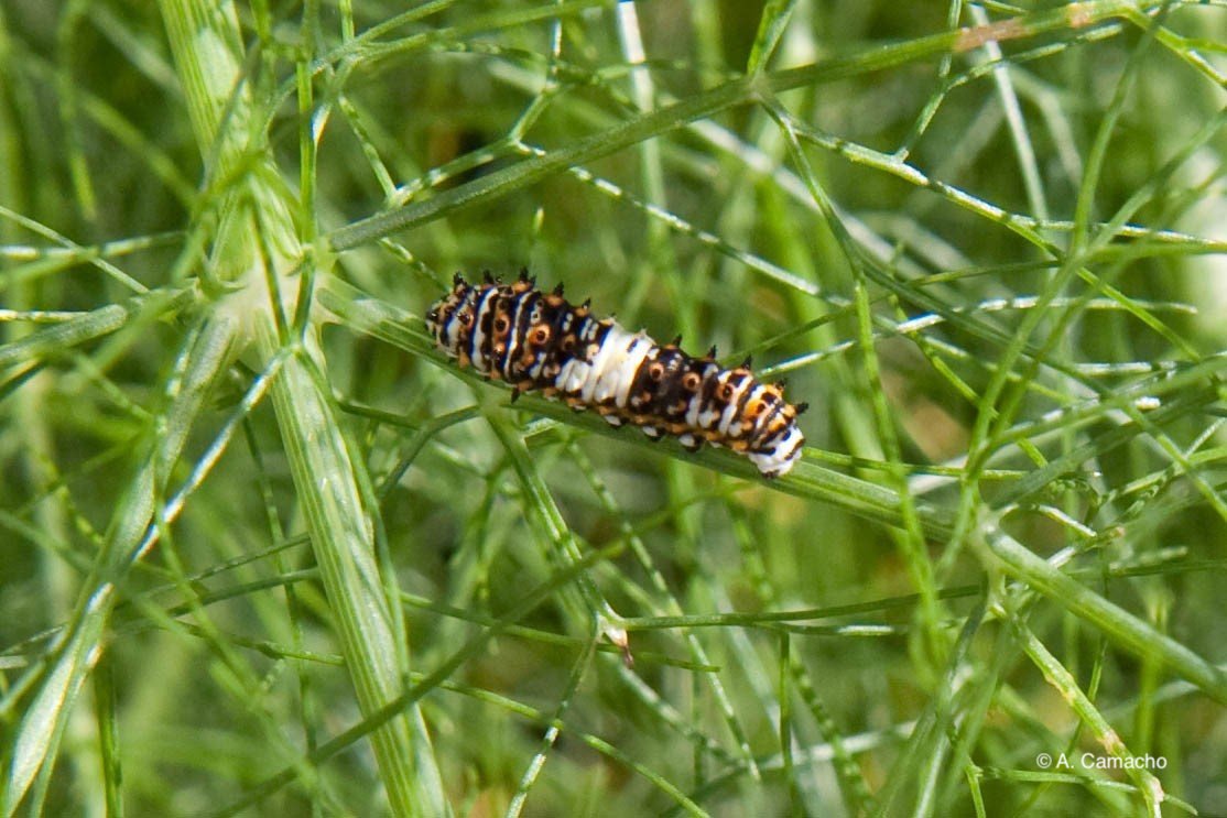 Black Swallowtail Caterpillar by Anita Camacho Black Swallowtail Caterpillar by Anita Camacho