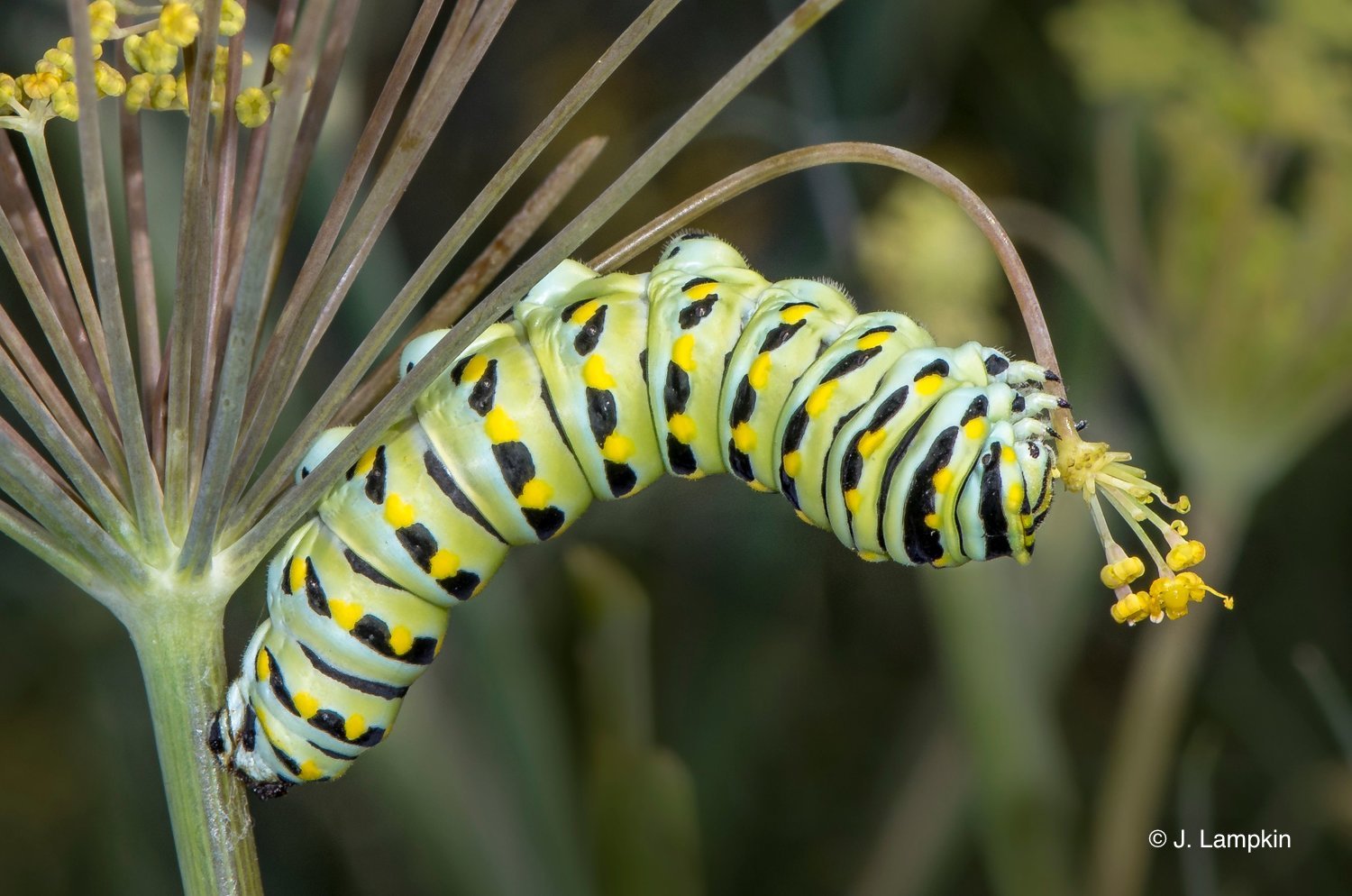 Black Swallowtail Caterpillar by John Lampkin Black Swallowtail Caterpillar by John Lampkin