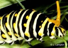 Black Swallowtail by J. Lampkin Black Swallowtail by J. Lampkin