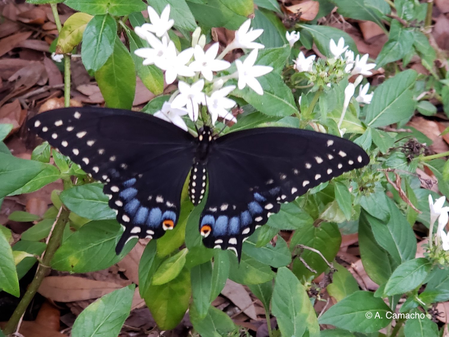 Black Swallowtail (female) by Anita Camacho Black Swallowtail (female) by Anita Camacho