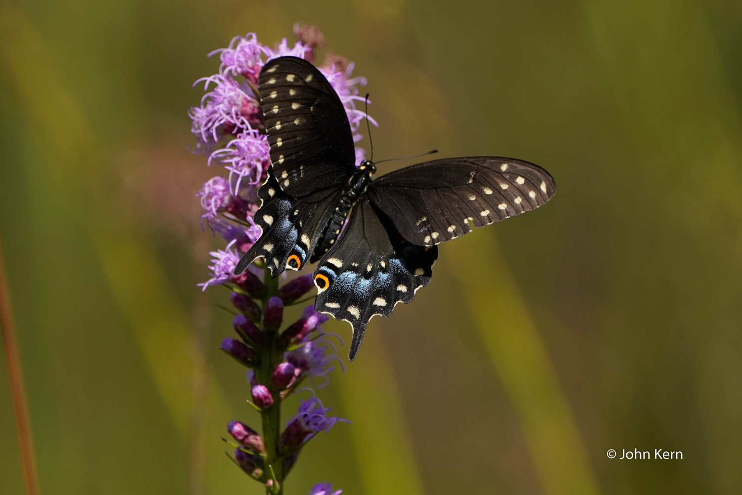 Black Swallowtail (Female) by J. Kern Black Swallowtail (Female) by J. Kern