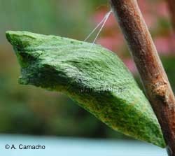 Black Swallowtail Chrysalis by Anita Camacho Black Swallowtail Chrysalis by Anita Camacho