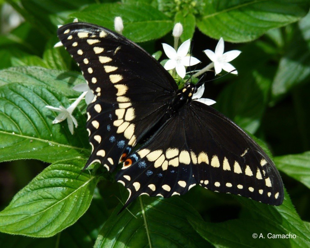 Black Swallowtail (male) by Anita Camacho