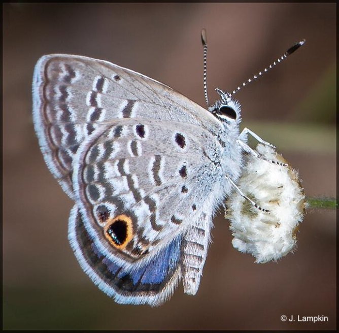 Ceraunus Blue by J. Lampkin