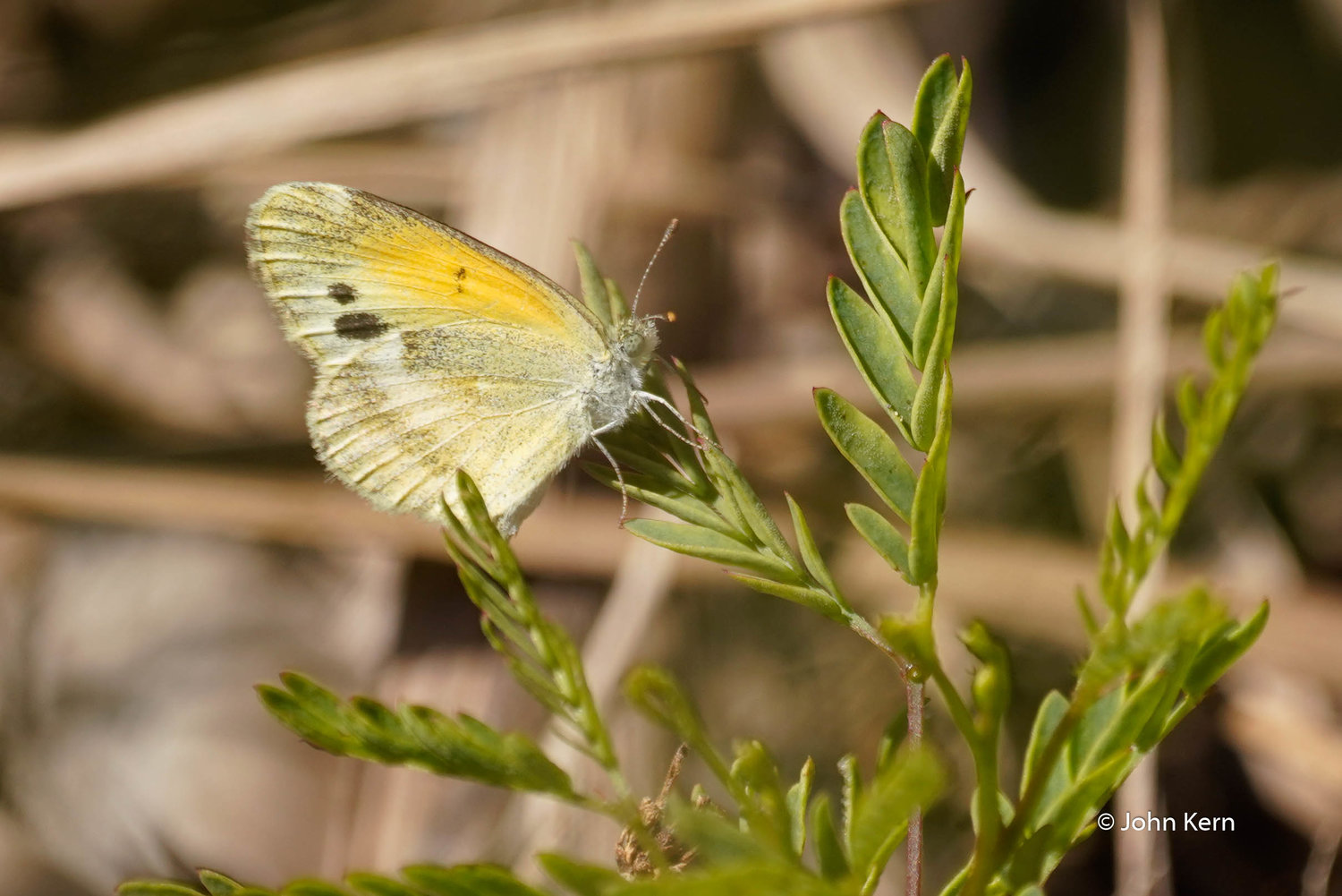 Dainty Sulphur by J. Kern
