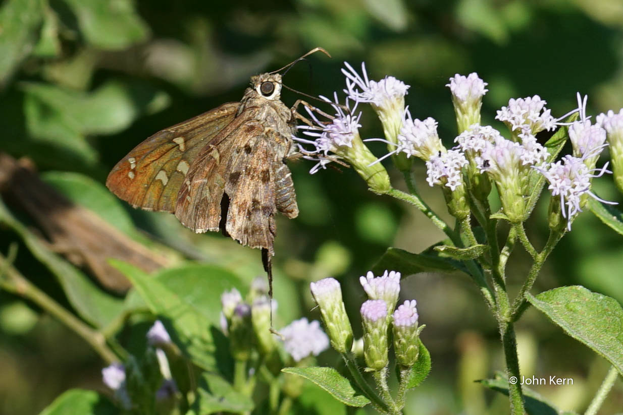 Dorantes Longtailed Skipper