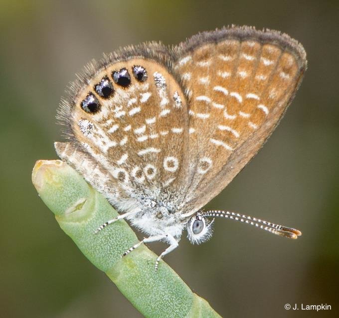 Eastern Pygmy Blue by J. Lampkin