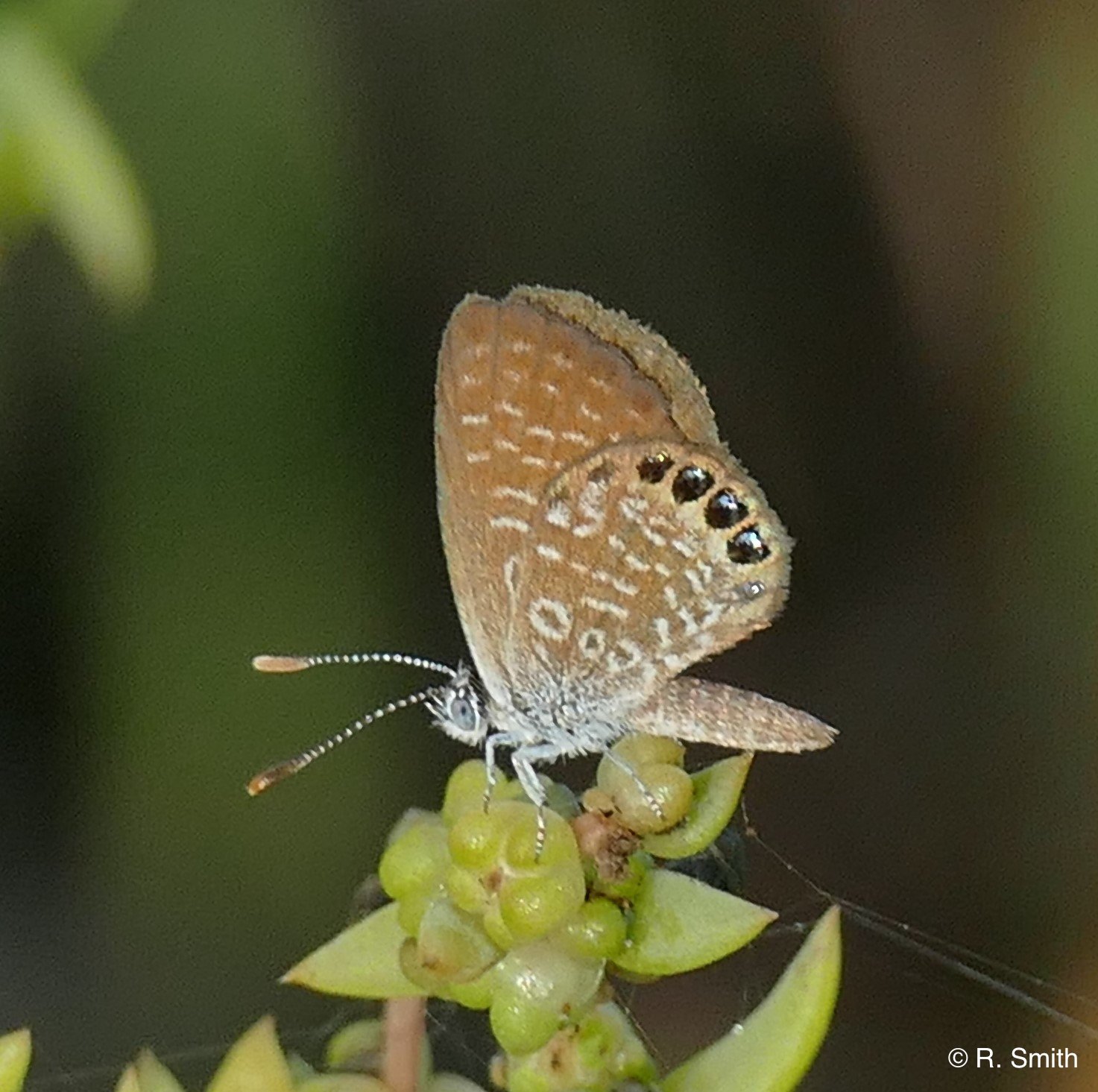 Eastern Pygmy Blue by R. Smith