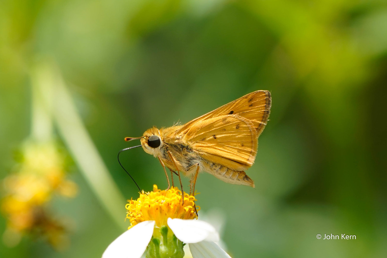 Fiery Skipper by J Kern