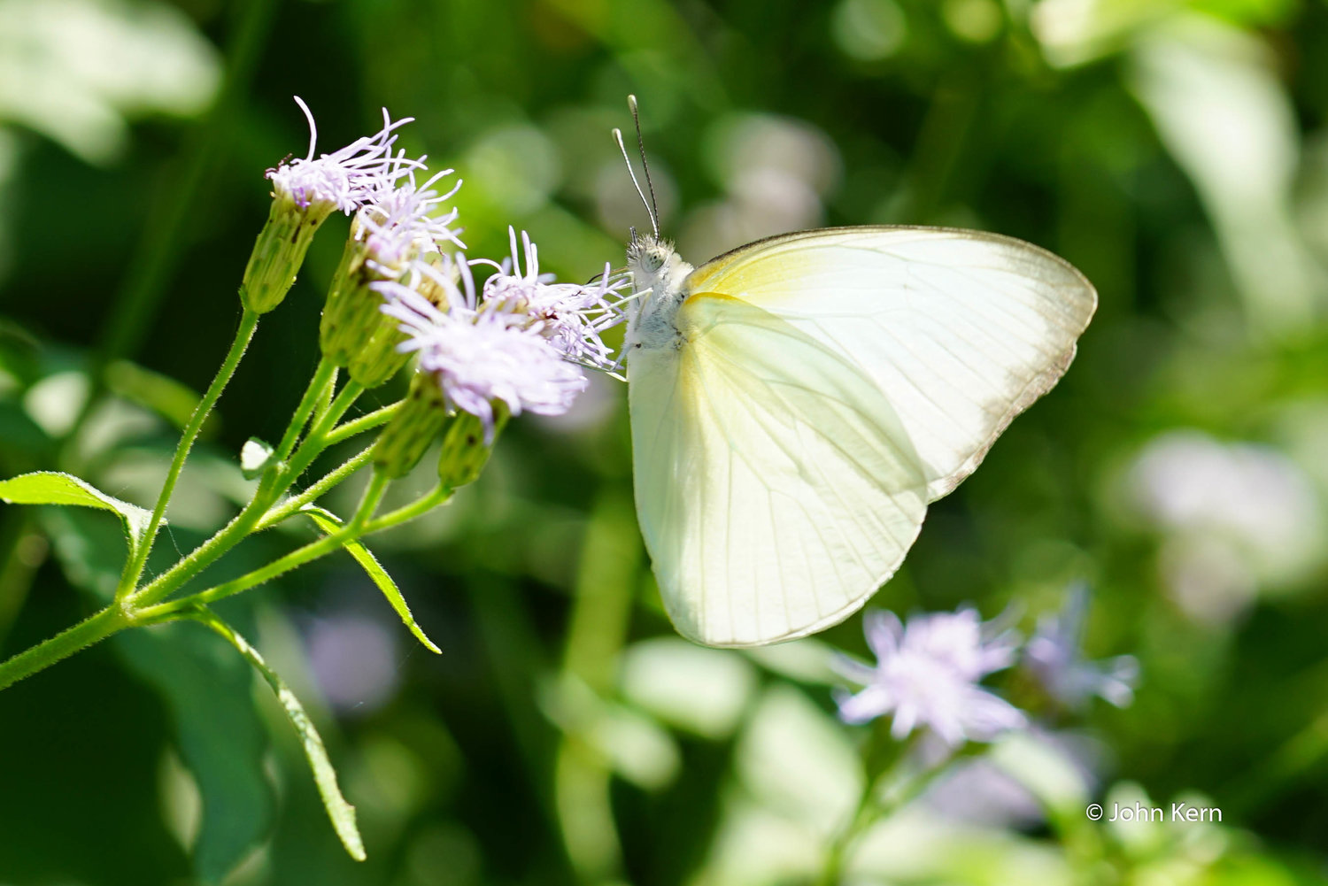 Florida White by J. Kern