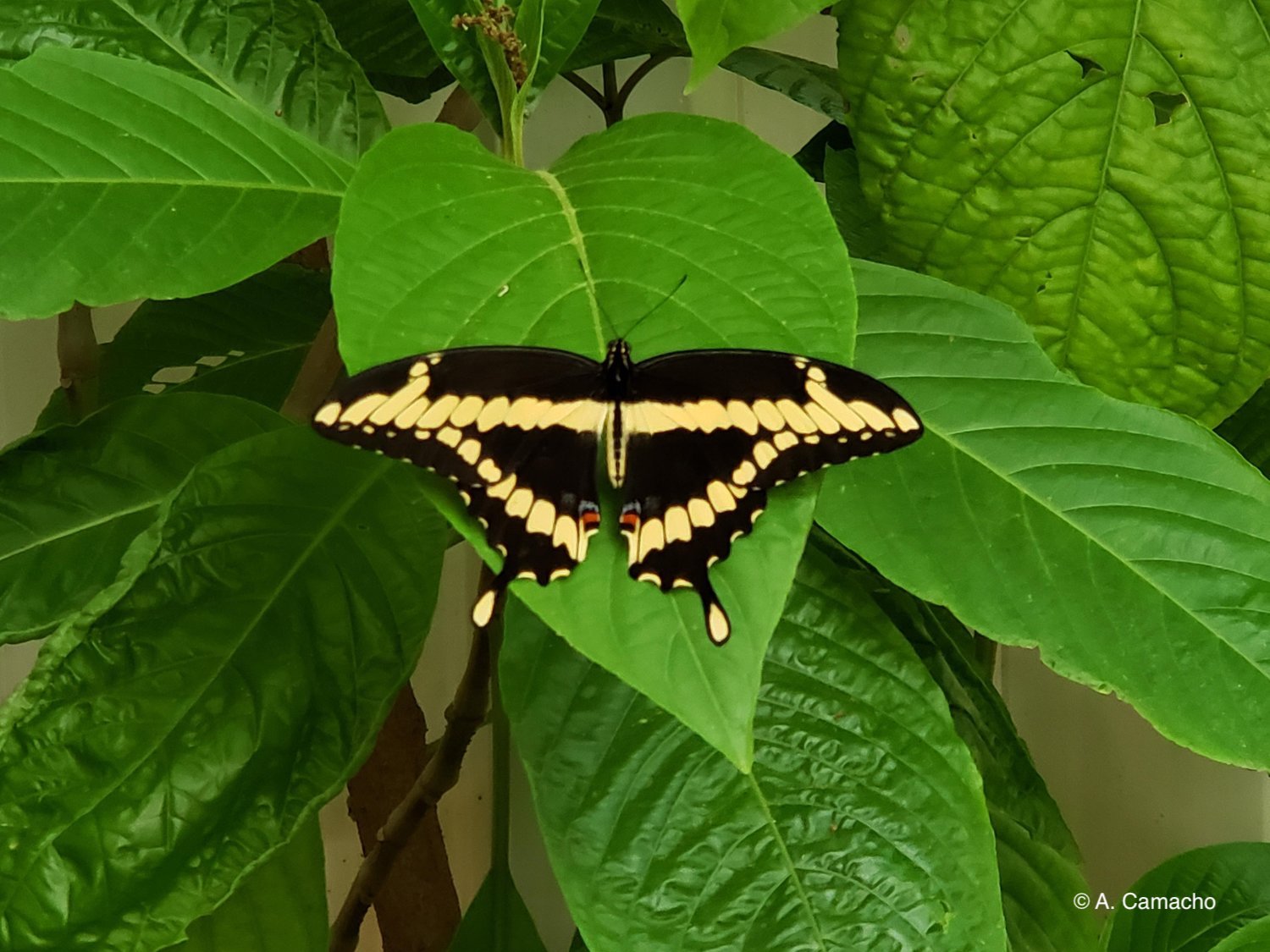 Giant Swallowtail by Anita Camacho