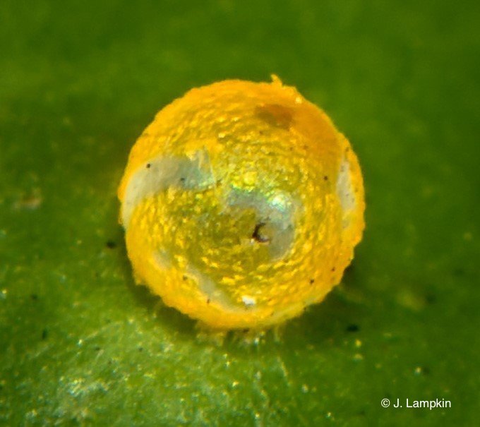 Giant Swallowtail egg by J. Lampkin