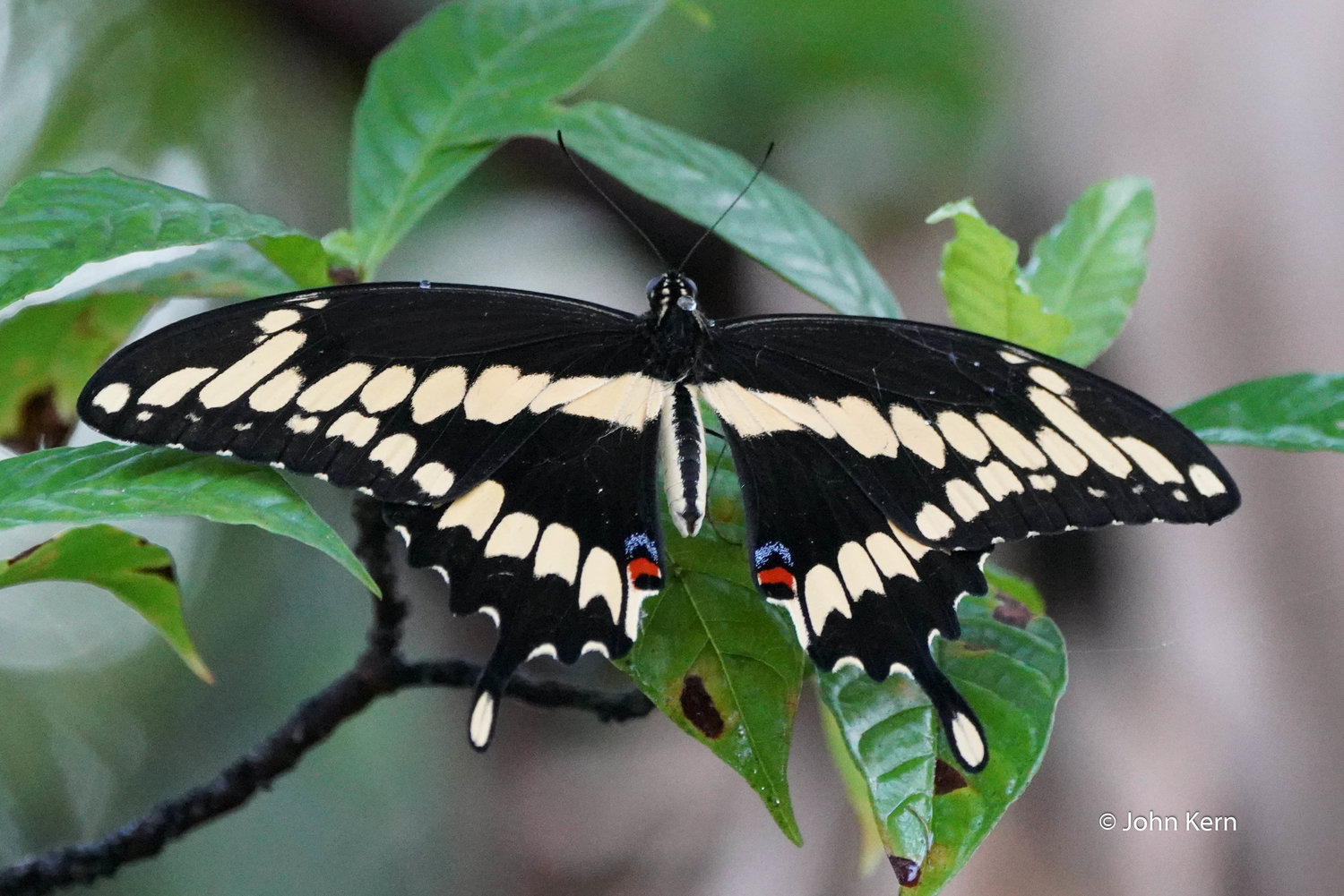 Giant Swallowtail by J. Kern