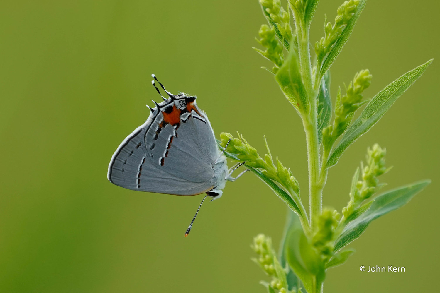 Gray Hairstreak by J. Kern