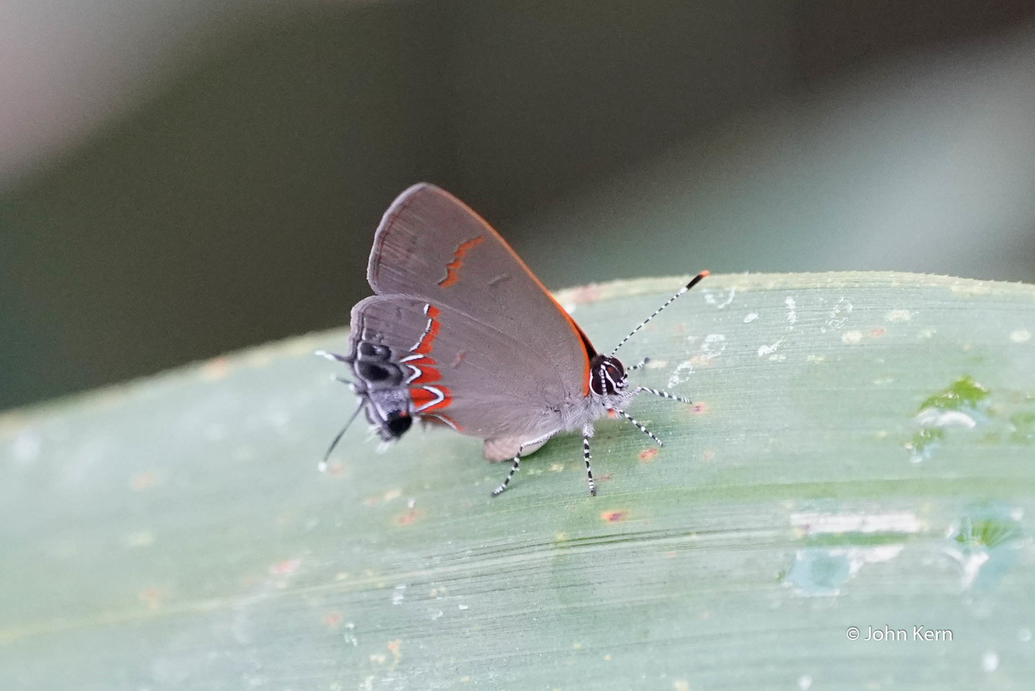 Gray Hairstreak by J. Kern