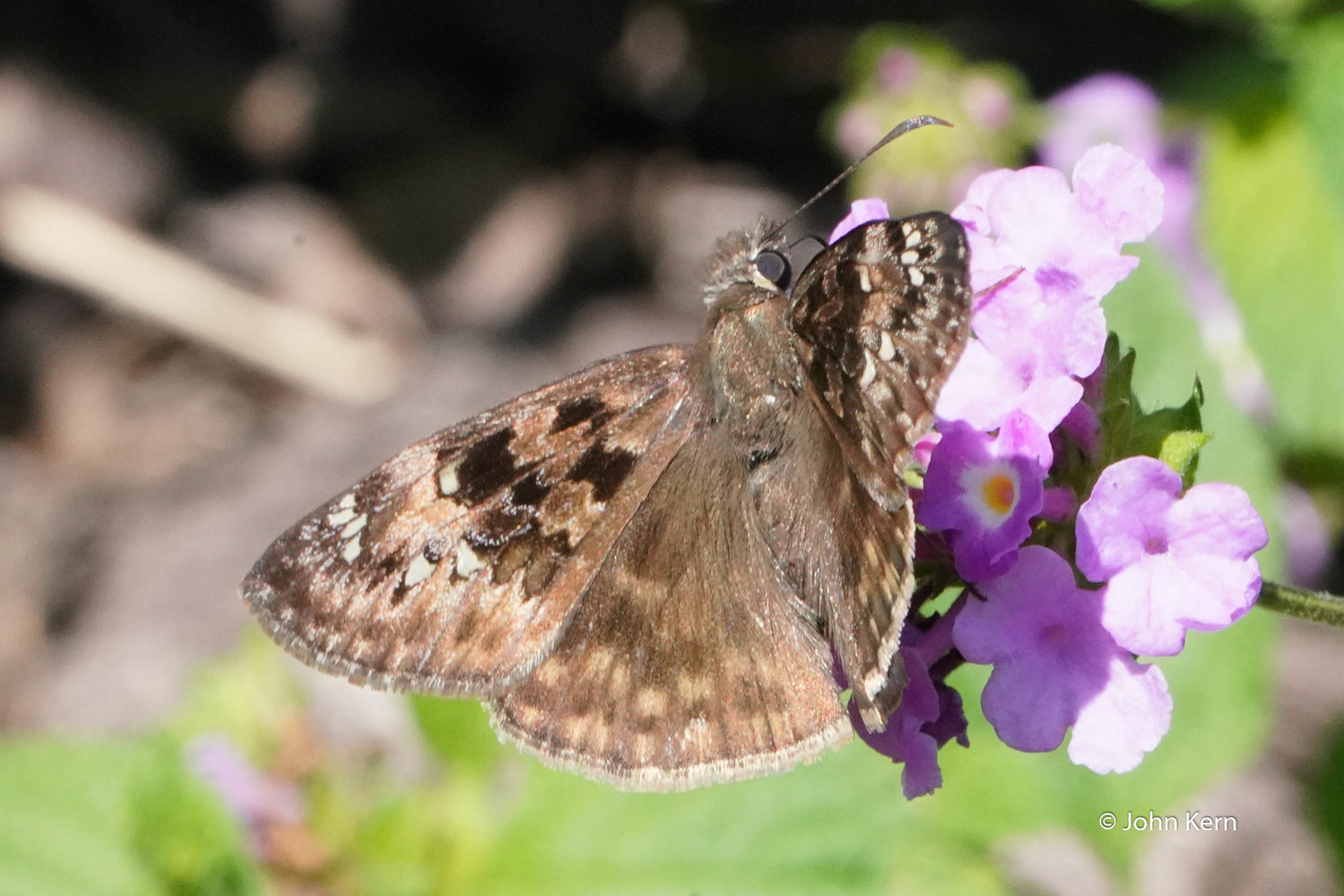 Juvenals Duskywing Skipper by J Kern