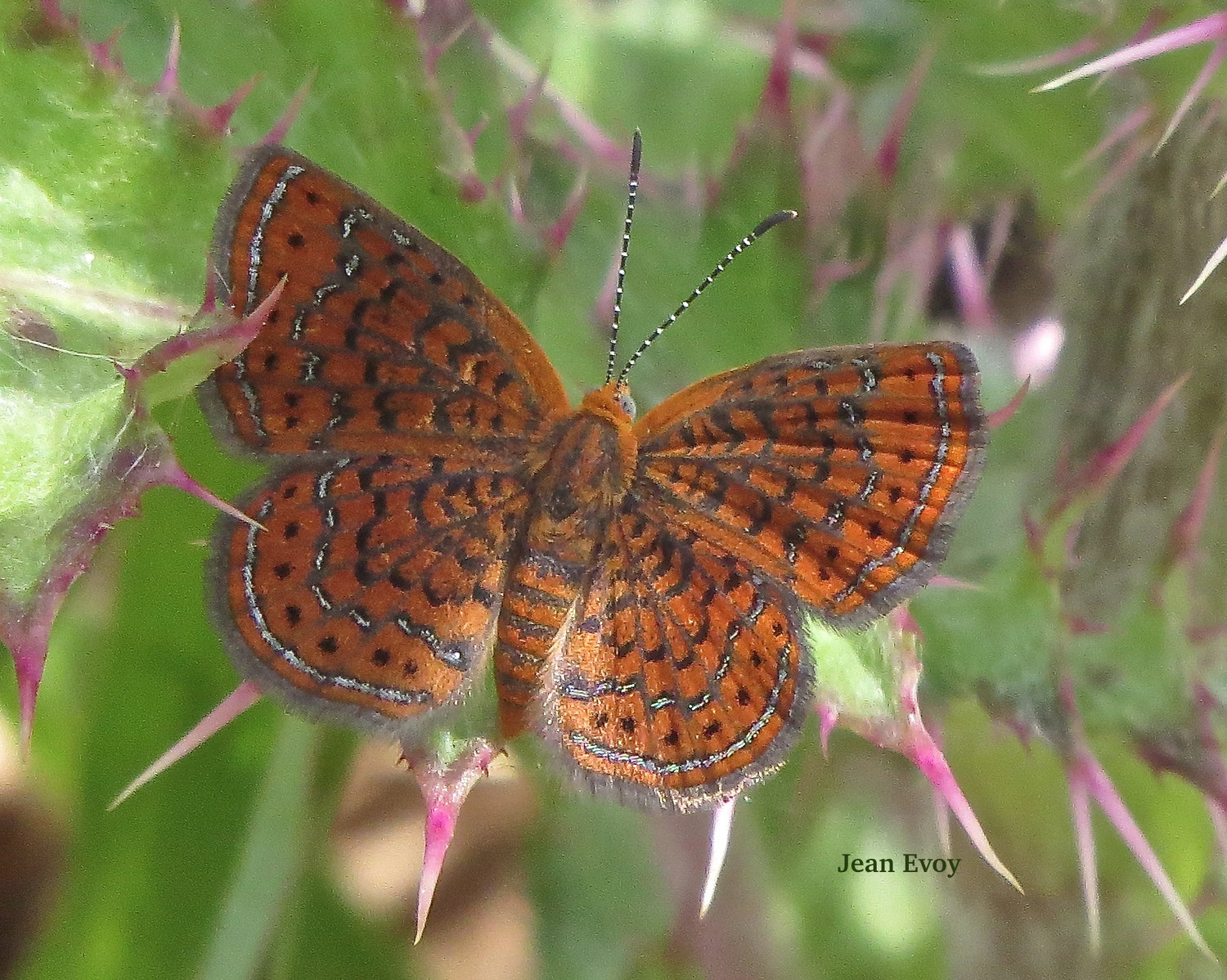 Little Metalmark by J. Evoy