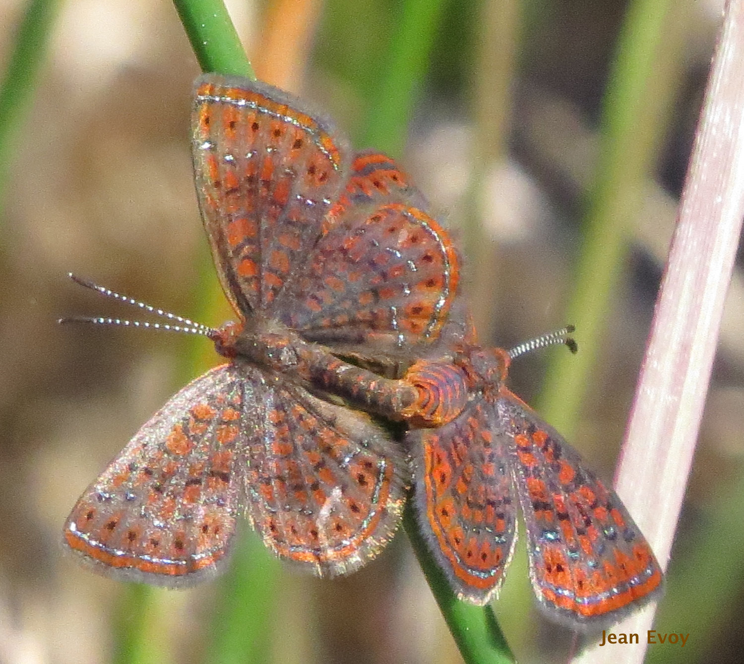 Little Metalmark by J. Evoy