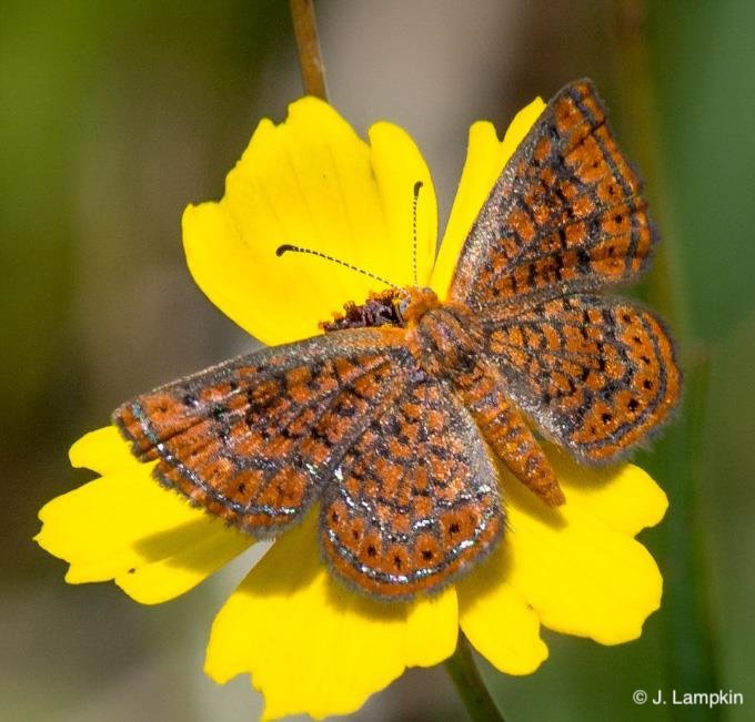 Little Metalmark by J Lampkin