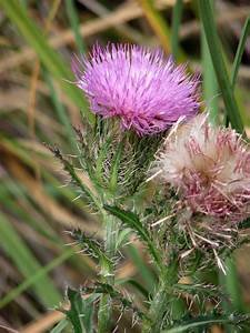 Yellow Thistle