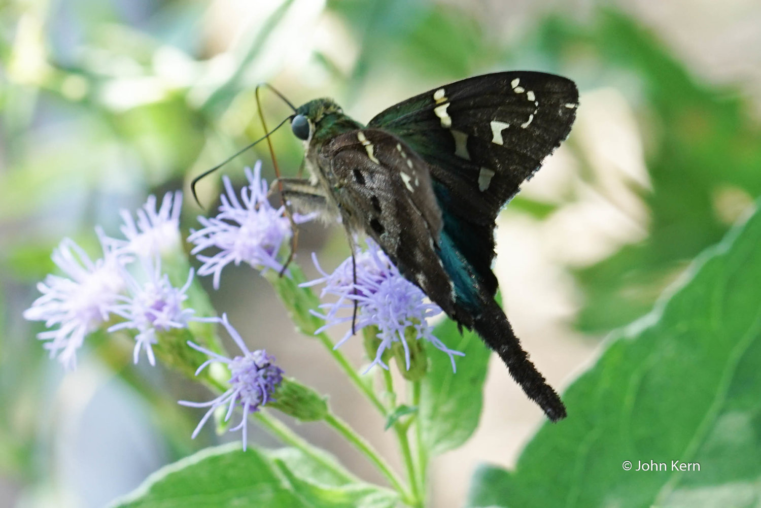Long Tailed Skipper by J Kern