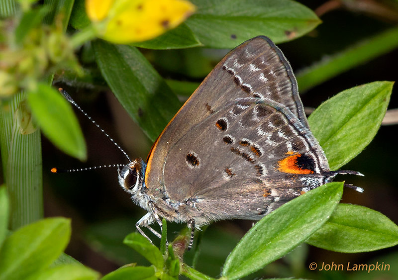 Mallow Scrub Hairstreak by J. Lampkin