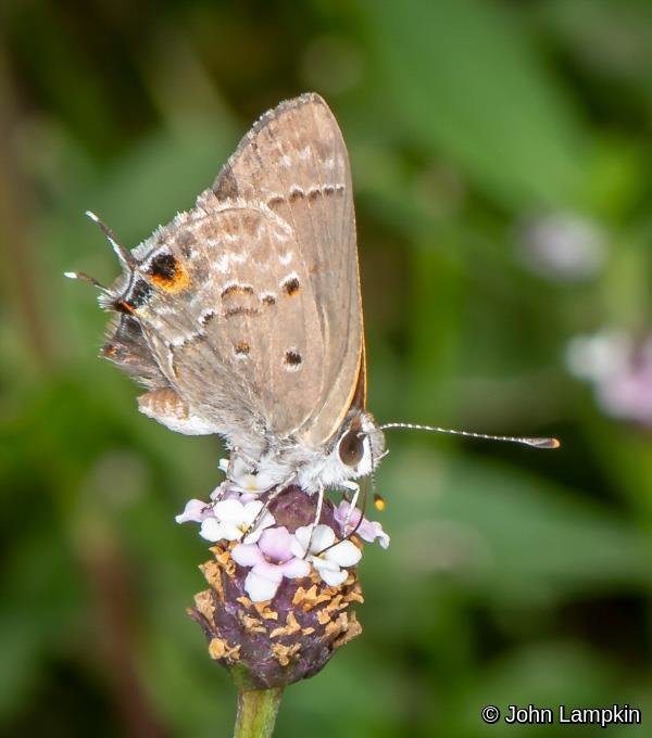 Mallow Scrub Hairstreak by J. Lampkin