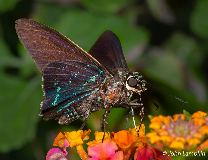 Mangrove Skipper by J Lampkin