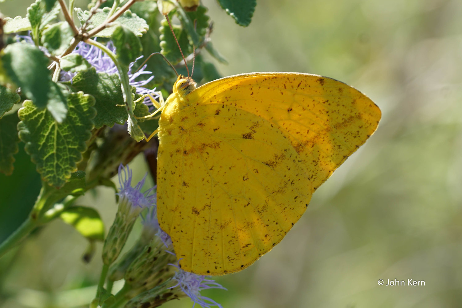 Orange Barred Sulphur by J. Kern