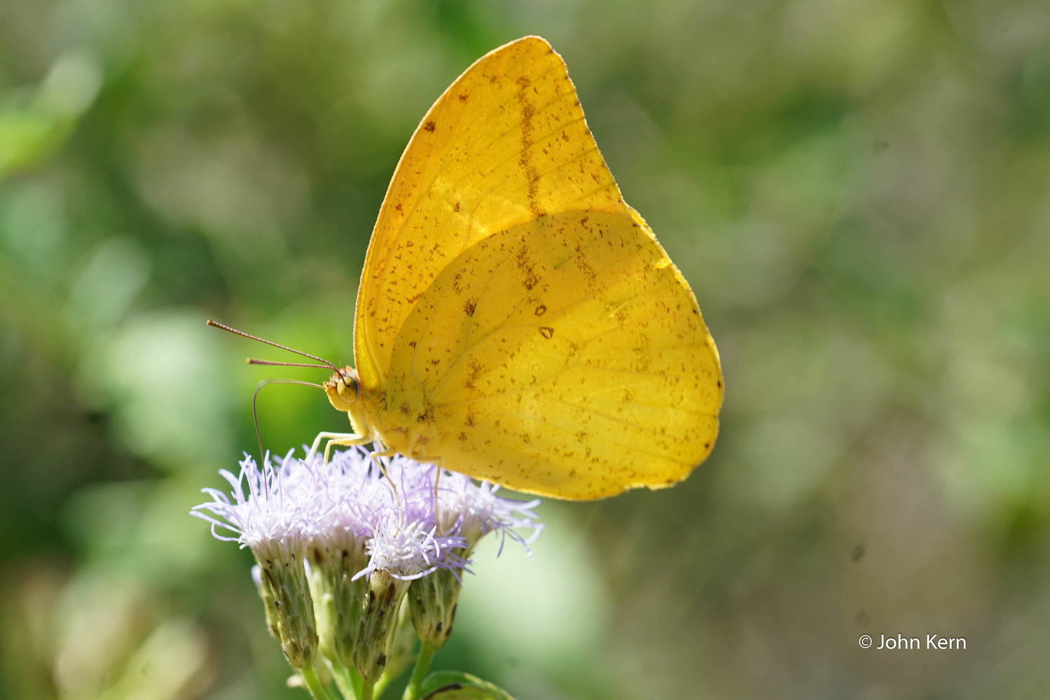 Orange Barred Sulphur by J. Kern