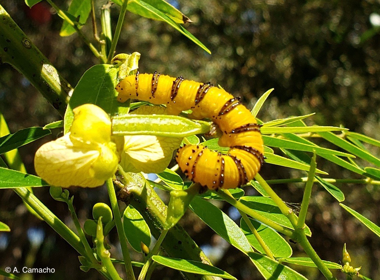 Orange Barred Sulphur Caterpillar by Anita Camacho