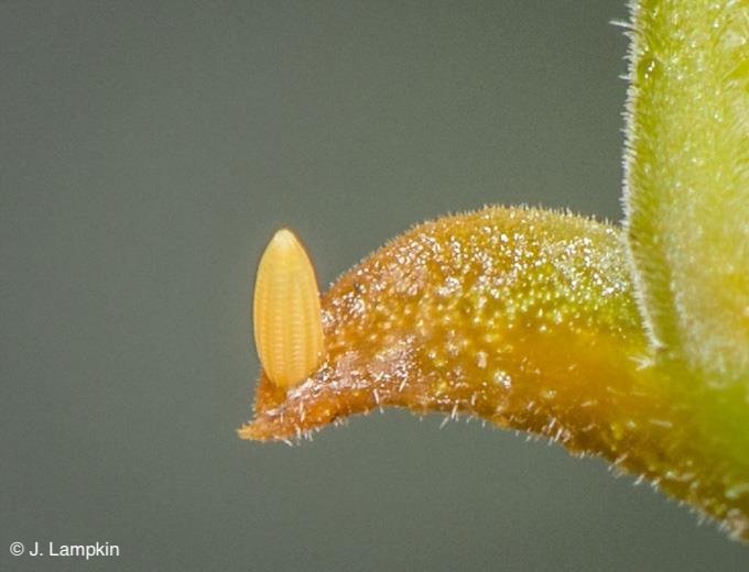 Orange Barred Sulphur Egg by John Lampkin