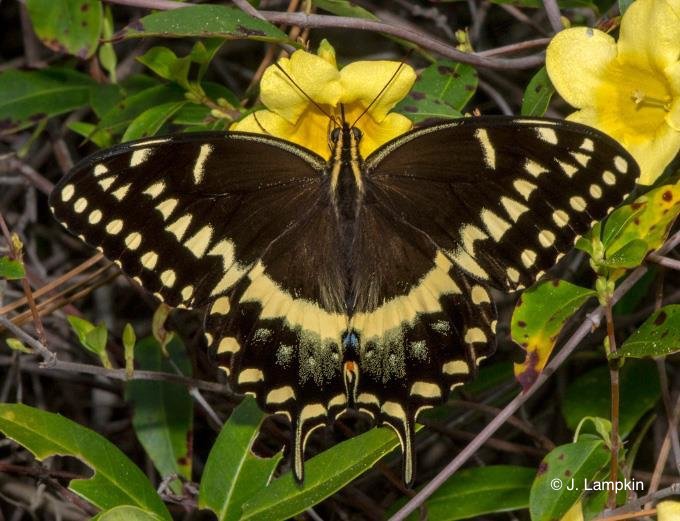 Palamedes Swallowtail by John Lampkin
