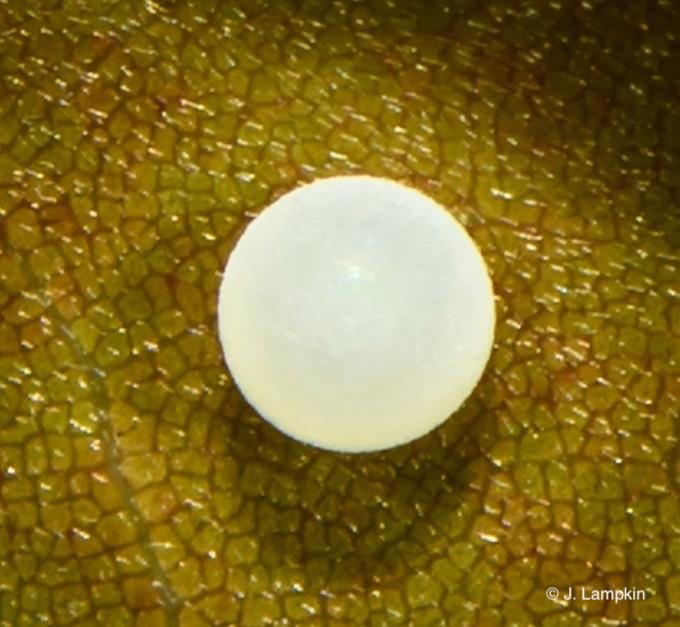 Palamedes Swallowtail egg by J. Lampkin