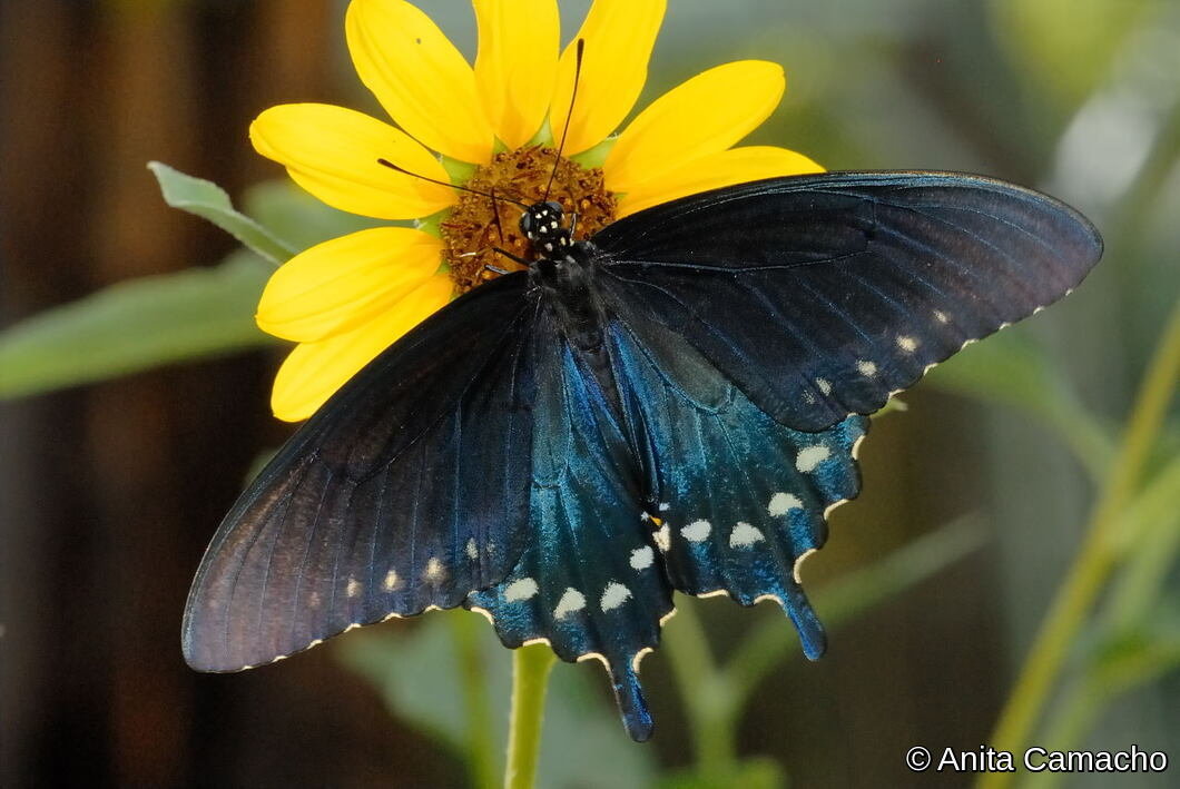 Pipevine Swallowtail by Anita Camacho