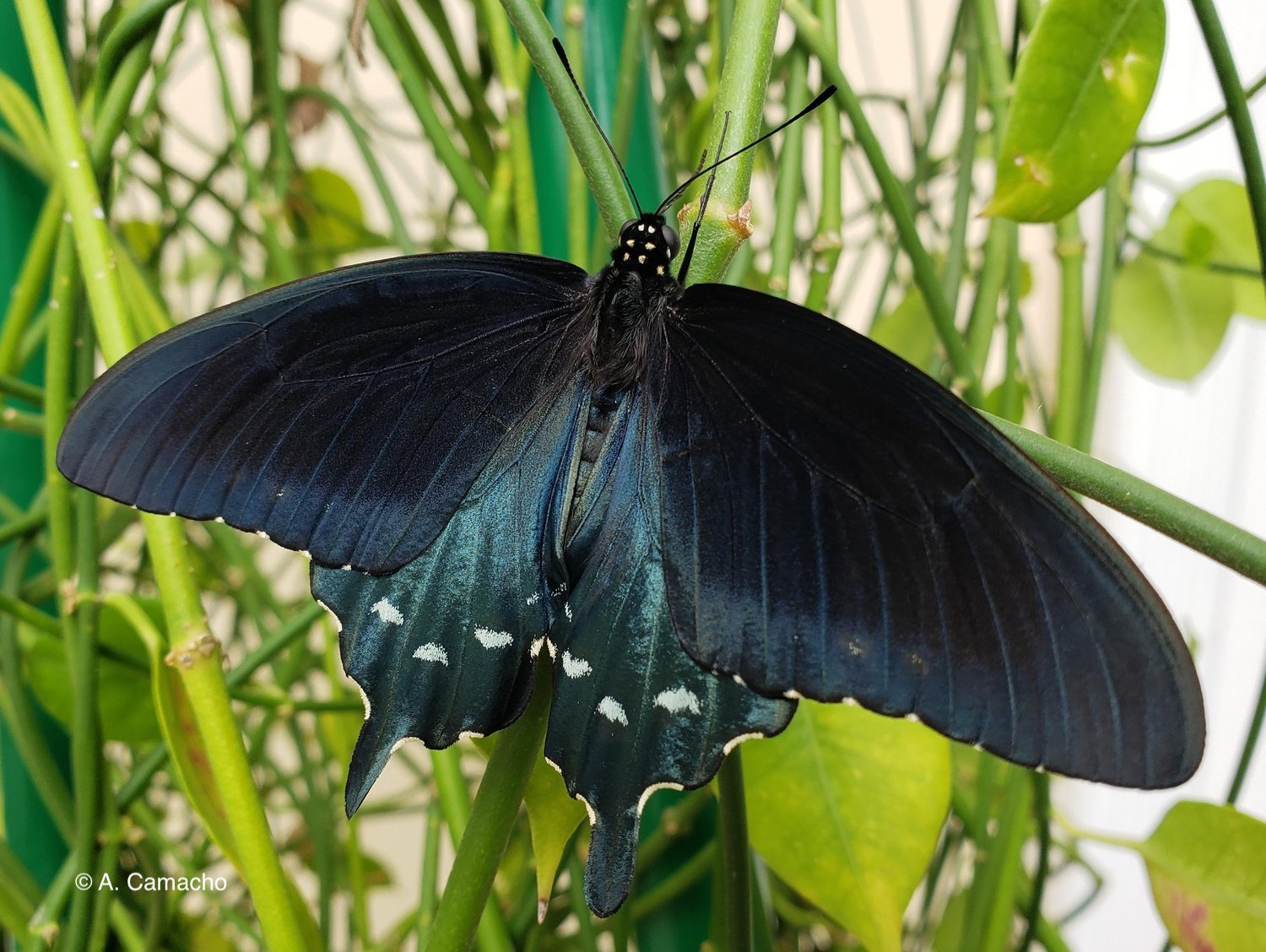 Pipevine Swallowtail