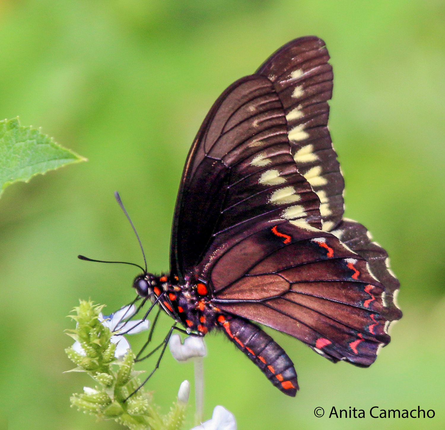 Polydamas Swallowtail by Anita Camacho