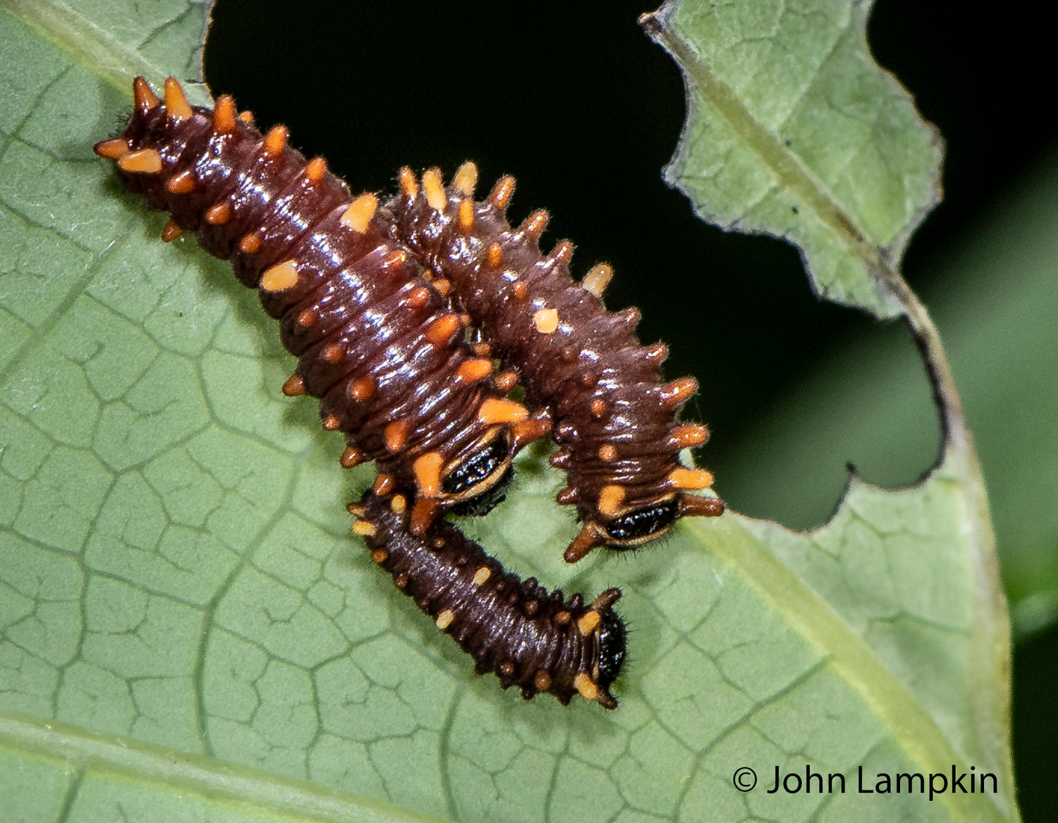 Polydamas Swallowtail Caterpillar by J. Lampkin