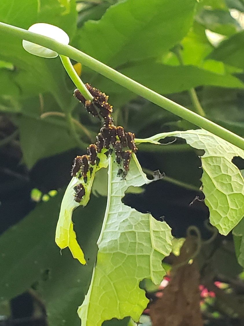 Polydamas Swallowtail Caterpillar