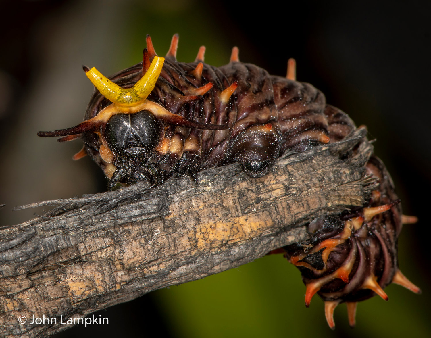 Polydamas Swallowtail Caterpillar by John Lampkin