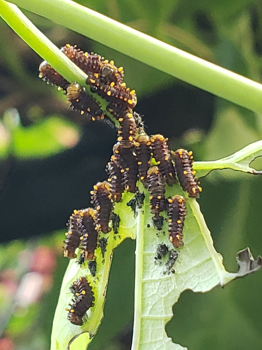 Polydamas Swallowtail Caterpillar