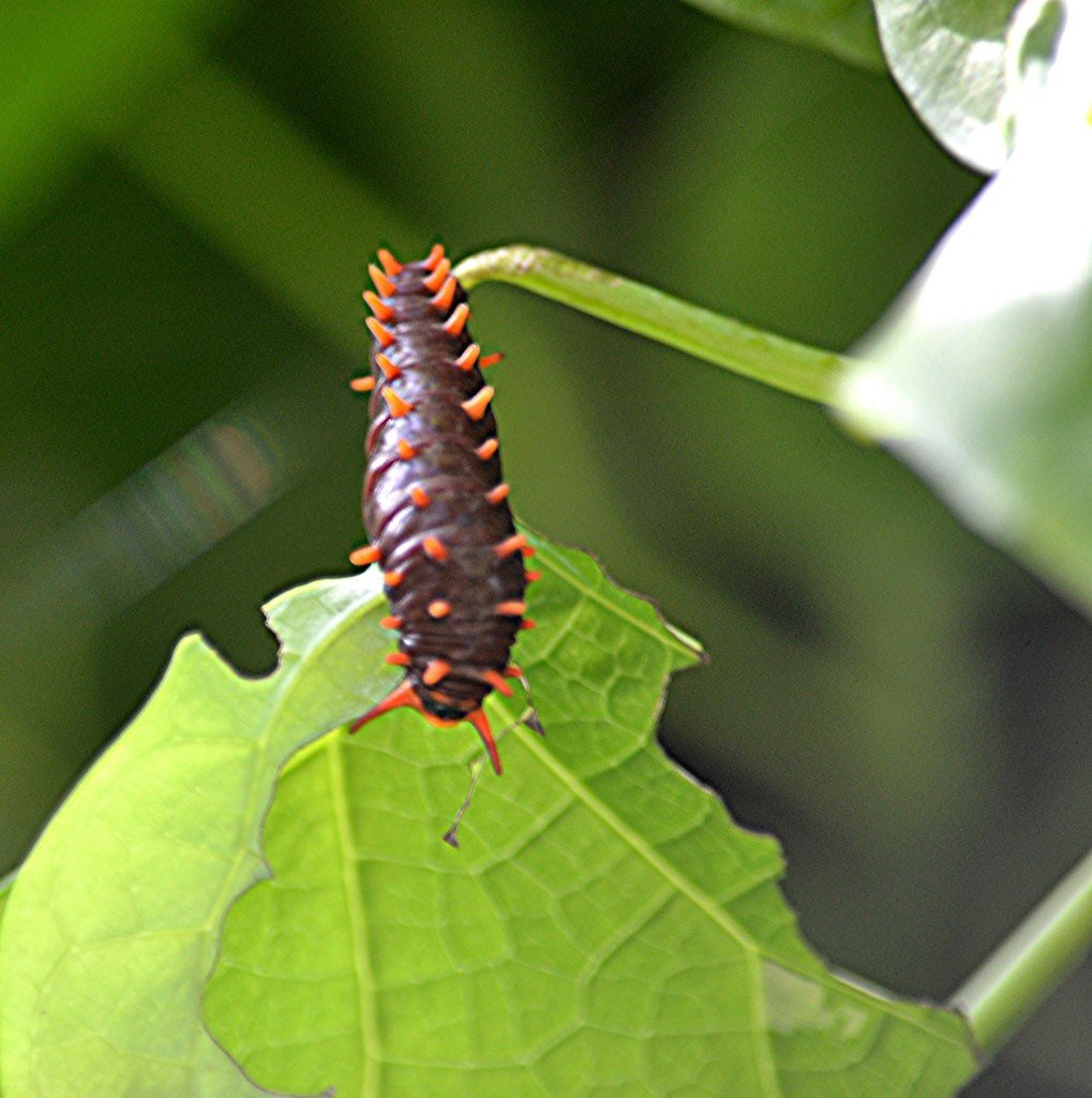 Polydamas Swallowtail Caterpillar