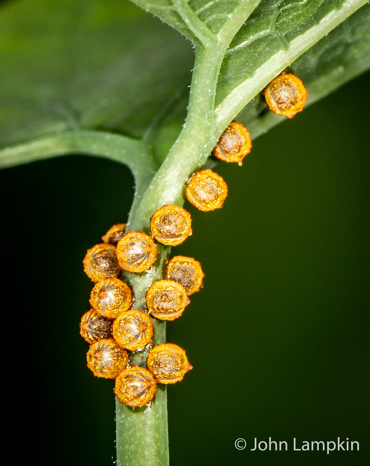 Polydamas Swallowtail egg by J. Lampkin